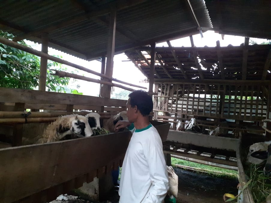 Investasi Domba Menguntungkan Investasi Domba Menguntungkan